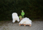 Preview: Sonderposten Sweet Baby Lammfelle